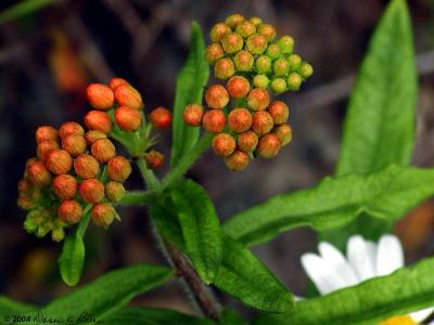 Butterfly Weed Buds
