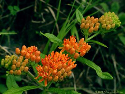 Butterfly Weed-varying stages