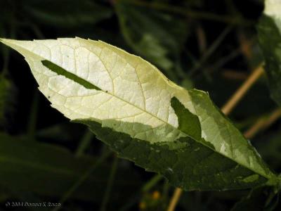 Variegated wild plant leaf macro