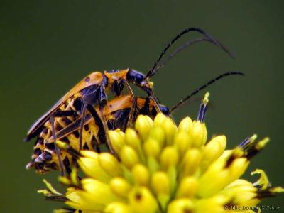 <b>Leatherwinged Beetles