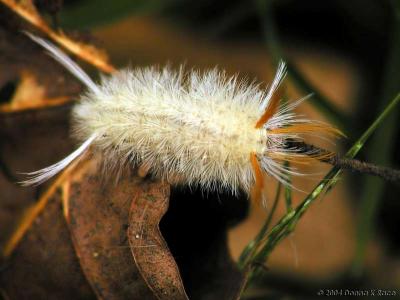 Sycamore Tussock Moth, on the ground