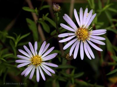 Showy Aster