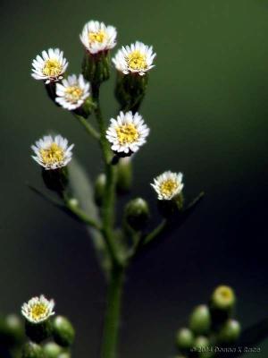 Aster budding