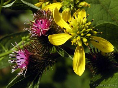 Burdock and Wingstem