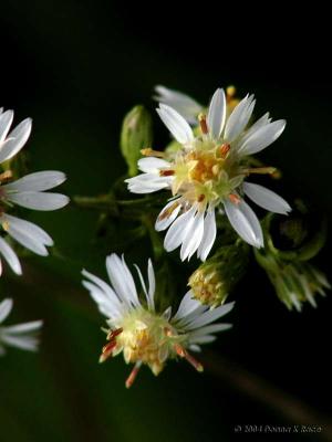 Small-flowered White Aster