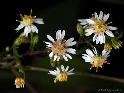 Small-flowered White Aster