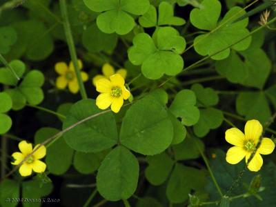 Yellow Wood Sorrel