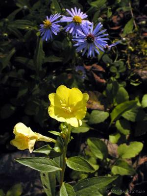 Evening Primrose and Bushy Aster