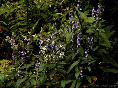 Great Lobelia and Boneset