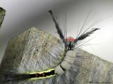 White-marked Tussock Moth Caterpillar