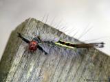 White-marked Tussock Moth Caterpillar