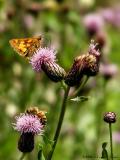 <b>Skipper and Bee