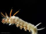 Sycamore Tussock Moth, caught in web