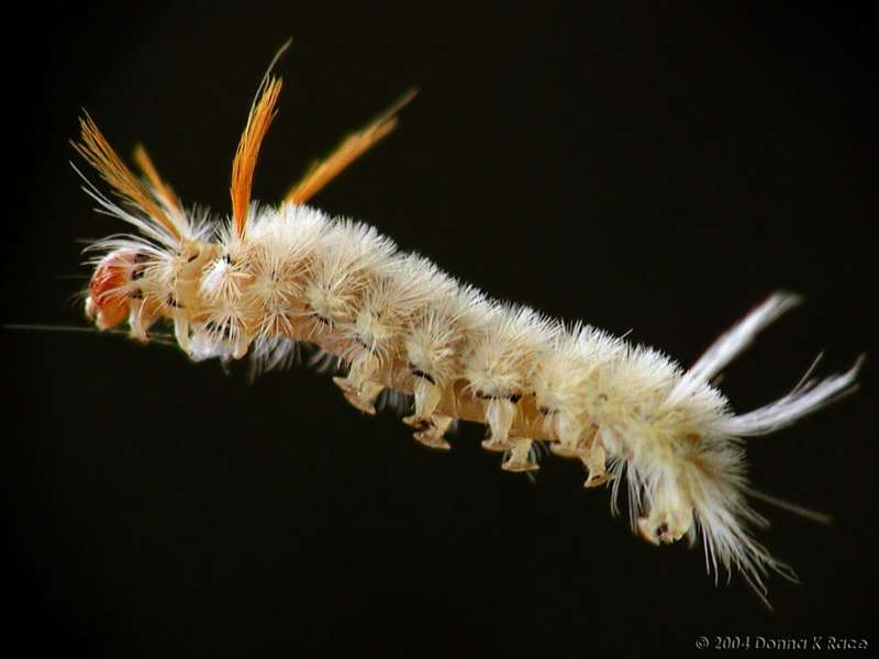 Sycamore Tussock Moth, caught in web