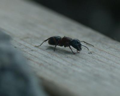 Another Ant