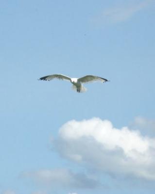 Gull Air