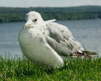 Unfed and fluffed