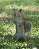 Acting Squirrely