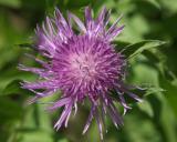 Thistle