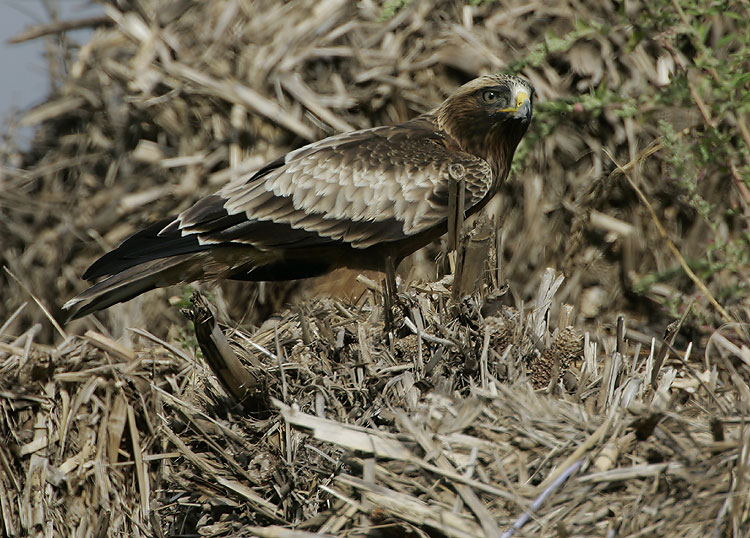 Booted Eagle (Aquila pennata)