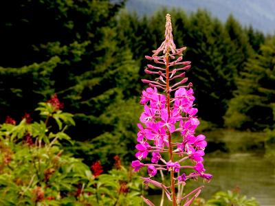 Fireweed Blooming