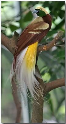 Lesser Bird of Paradise