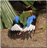 Blue-winged Pitta - getting some sun