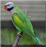 Derbyan Parakeet