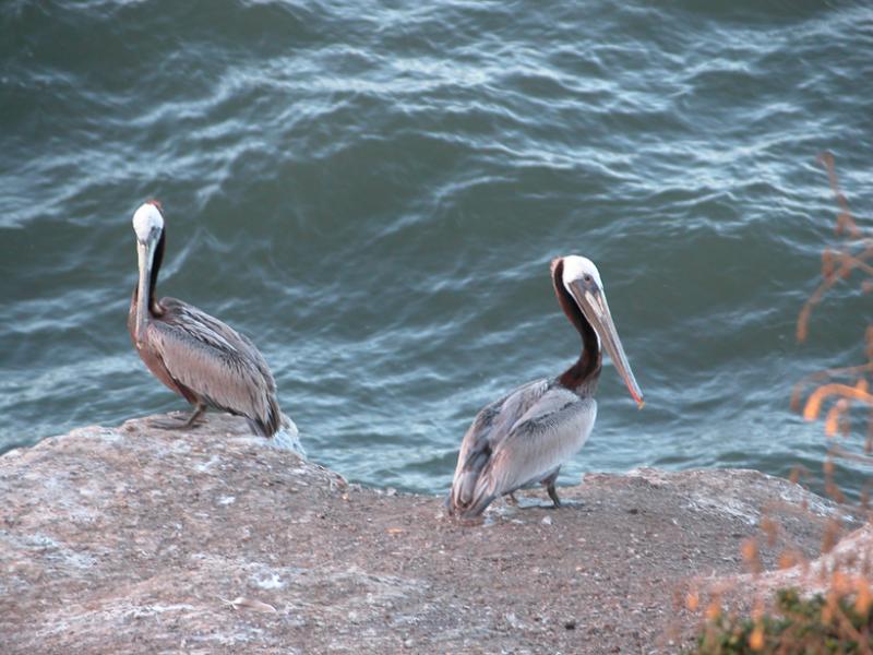 Pelicans at Pismo Beach, California