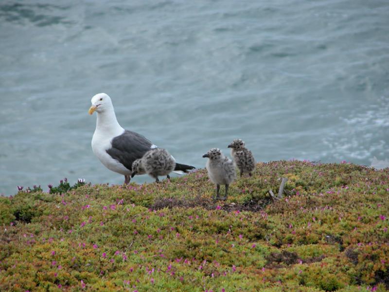 Mommy seagull and babies at the Shore Cliff Lodge, Pismo Beach, CA