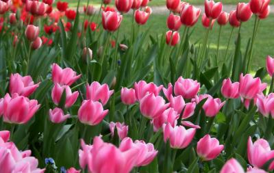 Descanso Gardens Tulips