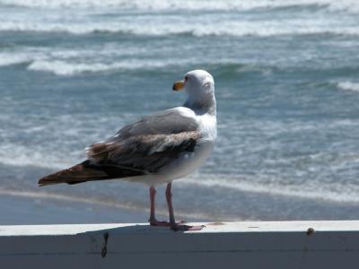 Pismo Beach Seagull, California