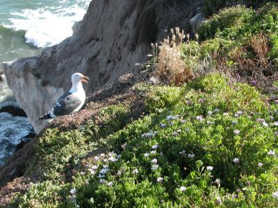 Seagull in Pismo Beach, California