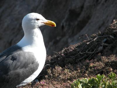 Mother seagull in Pismo Beach, CA