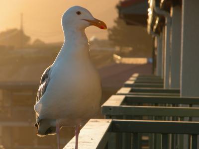 Seagull in the morning at Pismo Beach, CA