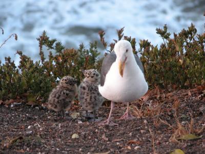 Mommy seagull and babies at the Shore Cliff Lodge, Pismo Beach, CA