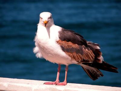 Seagull in Pismo Beach, California