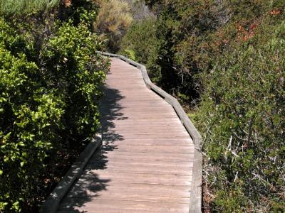 Boardwalk of the Elfin Forest