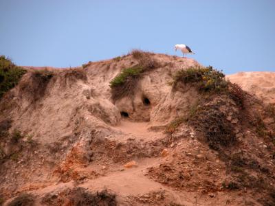 Seagull at Oso Park beach