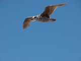 Pismo Beach Seagull, California