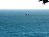 Pelican in flight at Pismo Beach, CA