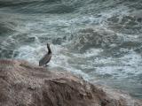 Pelican at Pismo Beach, CA