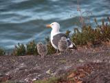 Mommy seagull and babies at the Shore Cliff Lodge, Pismo Beach, CA