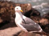 Seagull at Morro Bay, CA