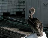 Pelican
