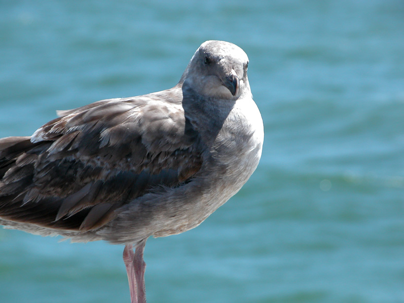 Pismo Beach Seagull, California