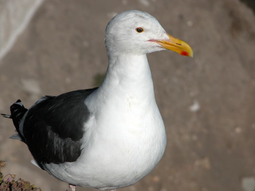 Mother seagull in Pismo Beach, CA