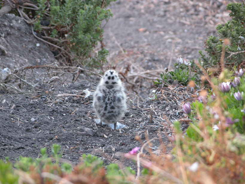 Baby seagull at Pismo Beach, CA