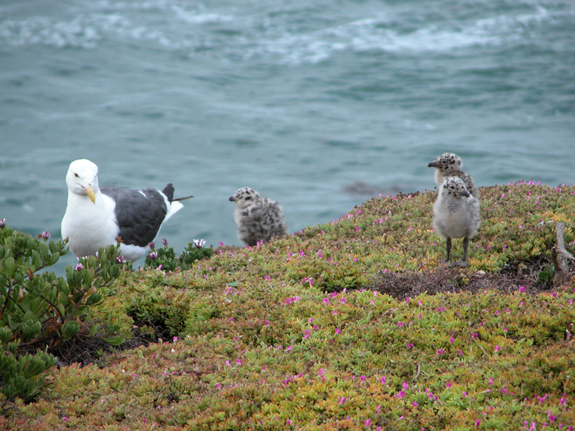 Mommy seagull and babies at the Shore Cliff Lodge, Pismo Beach, CA