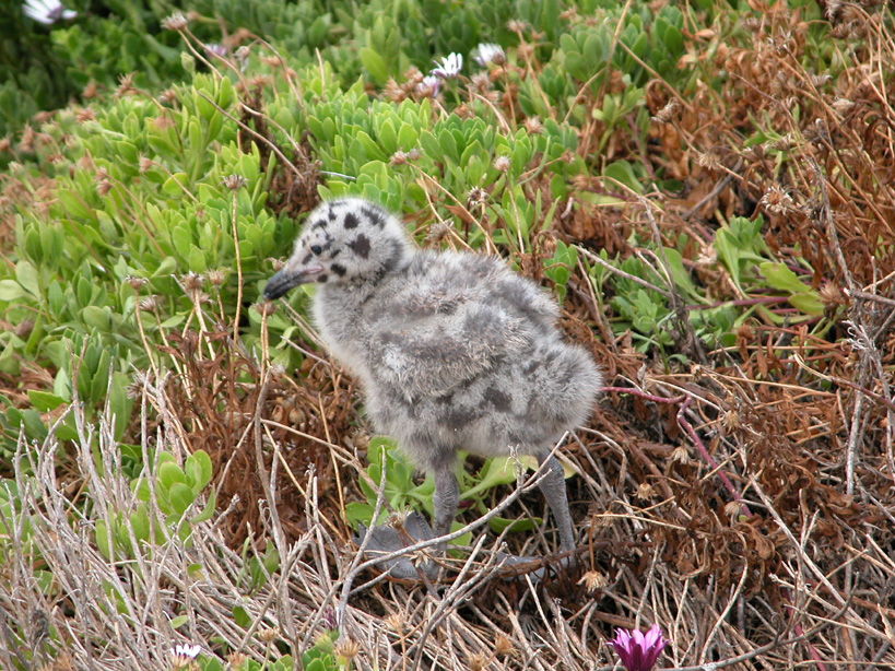Baby seagull at Pismo Beach, CA